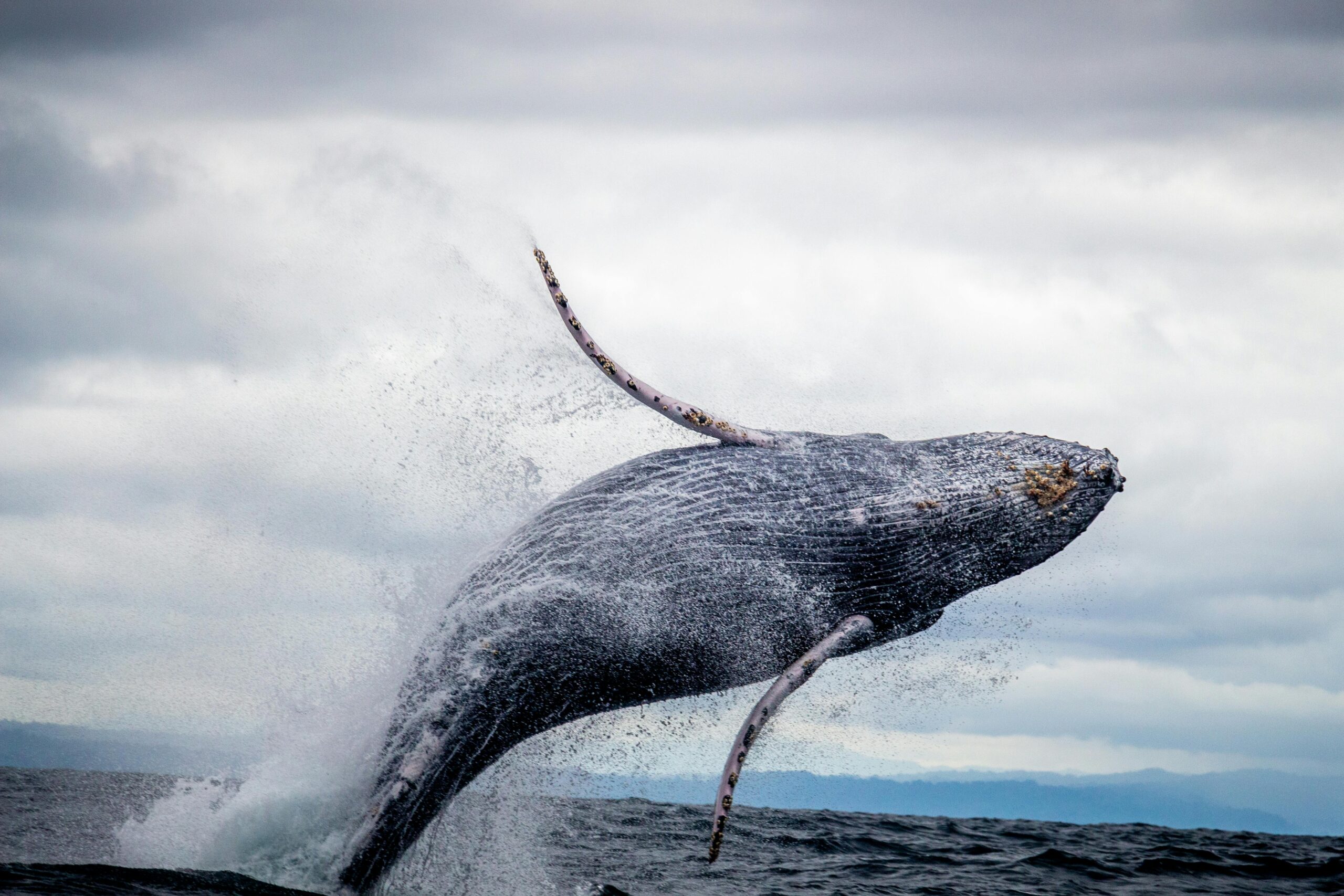 Humpback whale jumping near catamaran in French Polynesia