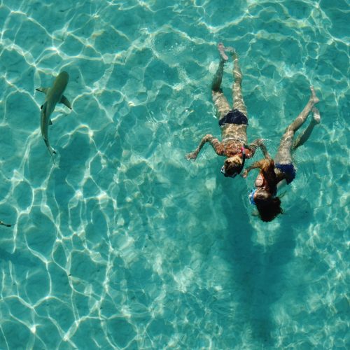 Guests snorkeling with sharks in french polynesia