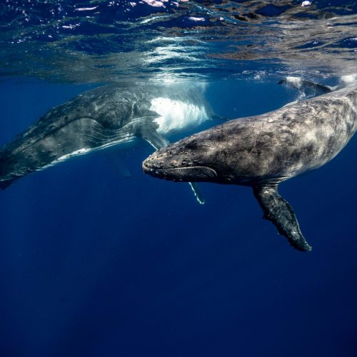 Eco-certified whale watching trip in Tahiti